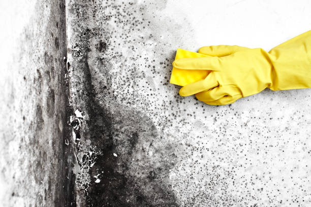 Best Local Mold Removal Service  in Bound Brook, NJ
