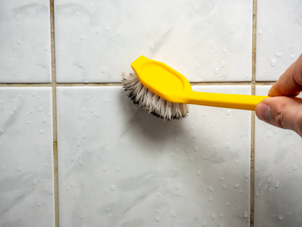 Best Mold Damage Repair  in Bound Brook, NJ