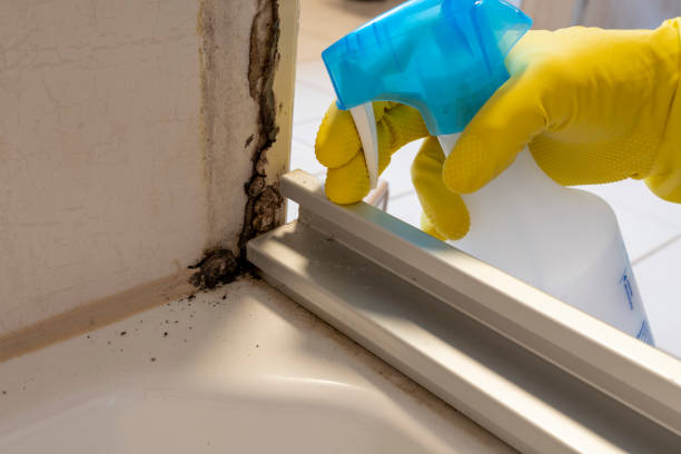 Best Affordable Mold Removal  in Bound Brook, NJ