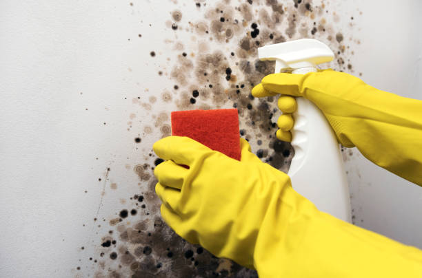 Office Mold Removal Services in Bound Brook, NJ