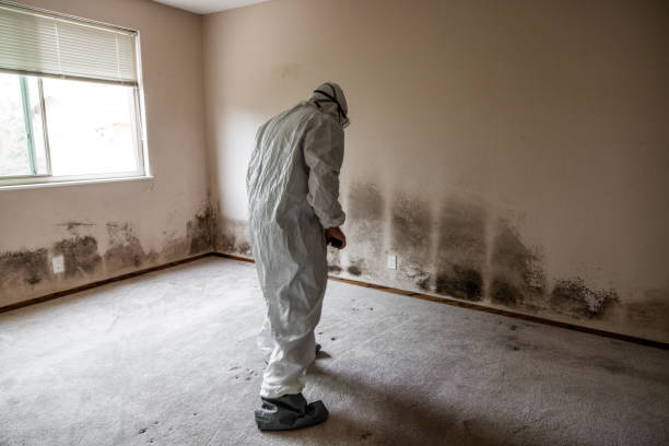 Best Attic Mold Removal  in Bound Brook, NJ