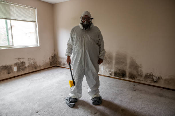 Best Local Mold Removal Service  in Bound Brook, NJ