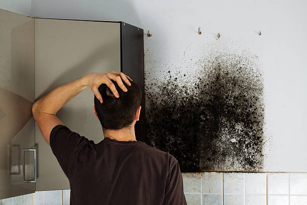 Best Commercial Mold Removal  in Bound Brook, NJ