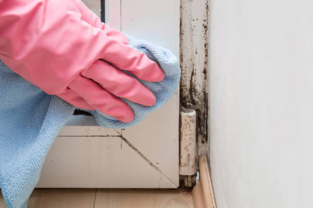 Best Professional Mold Removal  in Bound Brook, NJ